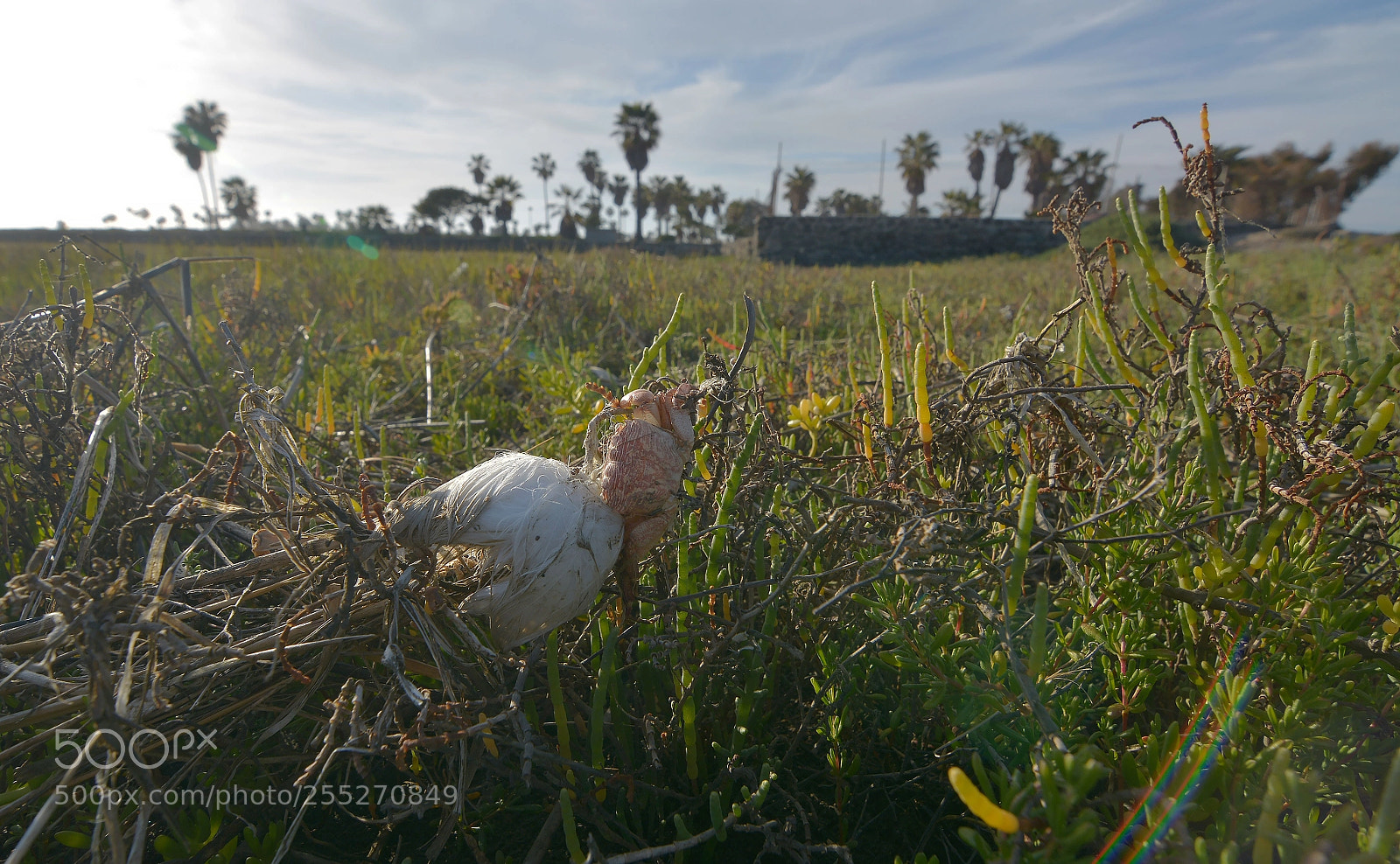 Nikon D7100 sample photo. Gaviota vs. cangrejo photography