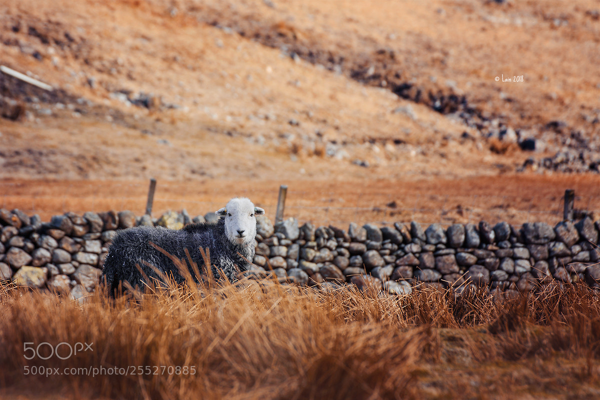 Canon EOS 5D Mark II sample photo. England photography