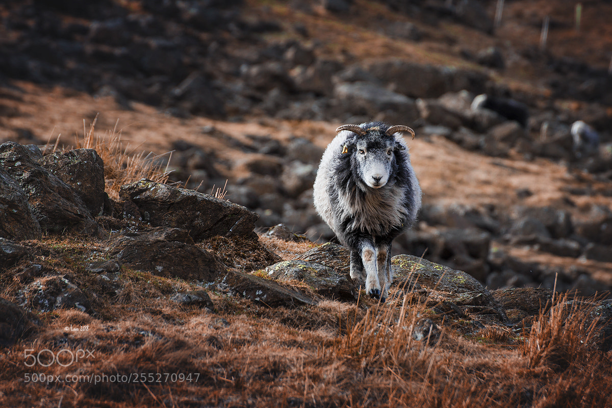 Canon EOS 5D Mark II sample photo. England photography