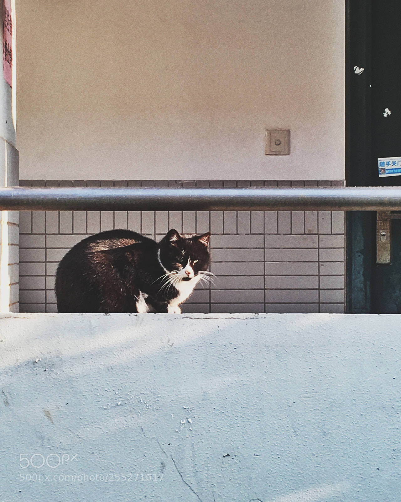Apple iPhone SE sample photo. 大学宿舍区的大猫 photography
