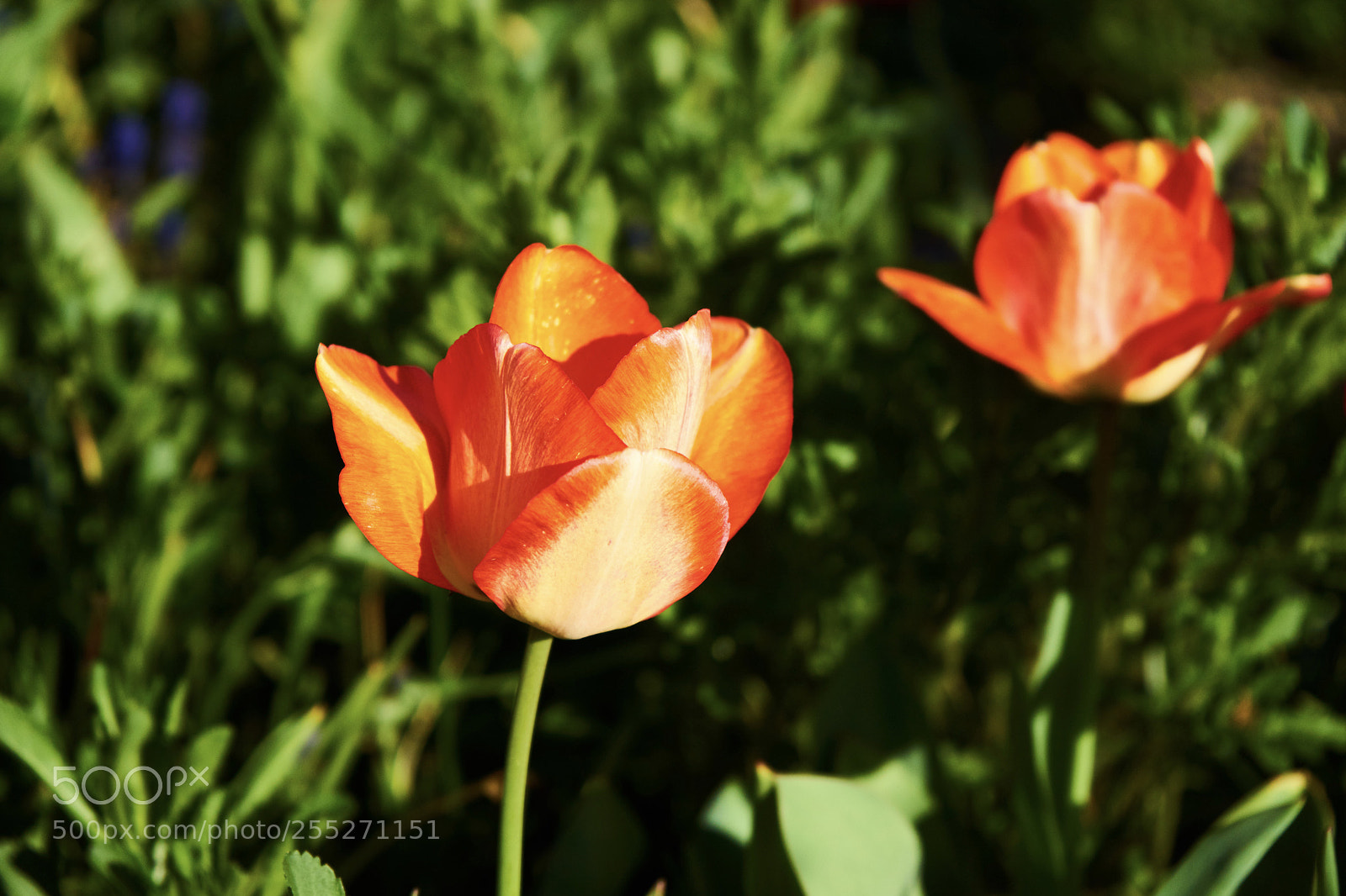 Sony a7 sample photo. Tulipes photography