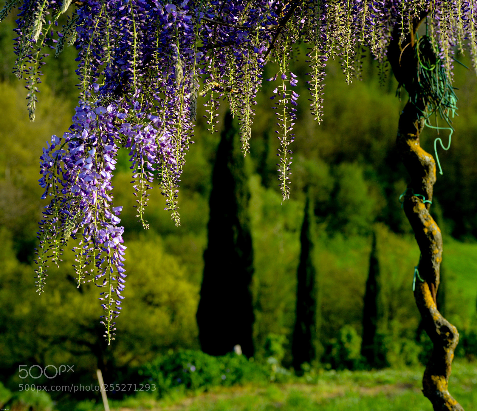 Nikon D5200 sample photo. Between cypresses and wisteria photography