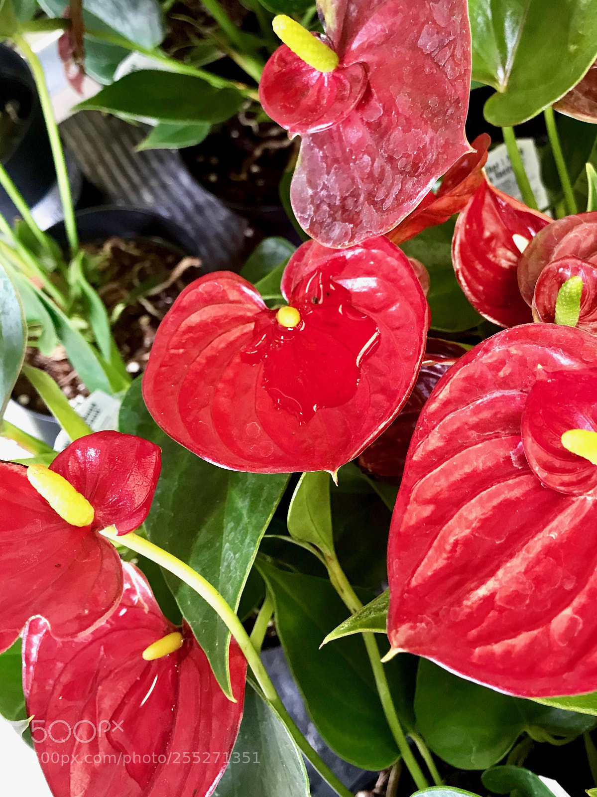 Apple iPhone 7 Plus sample photo. Anthurium photography