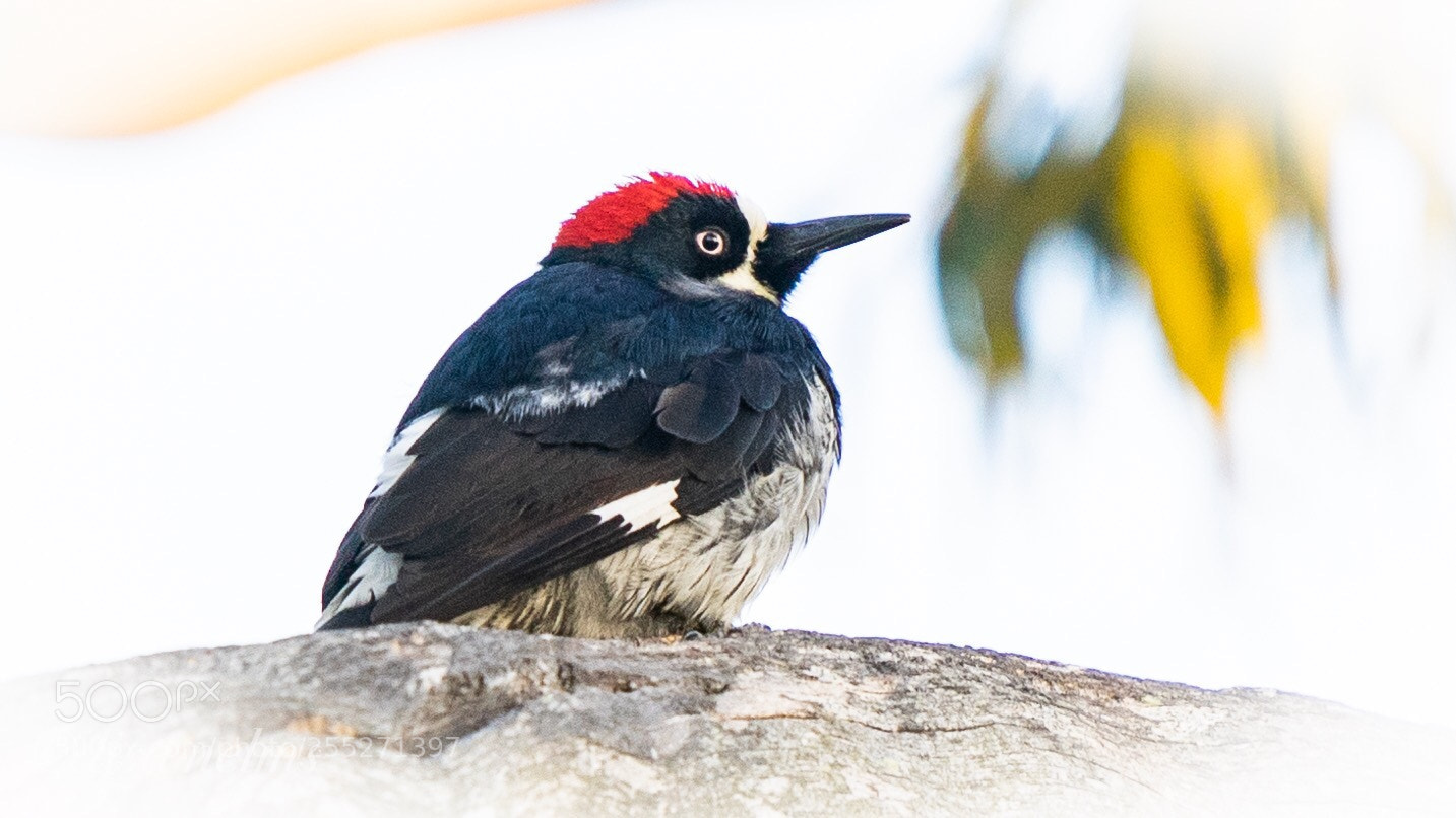 Sony a7 sample photo. Baby acorn woodpecker photography