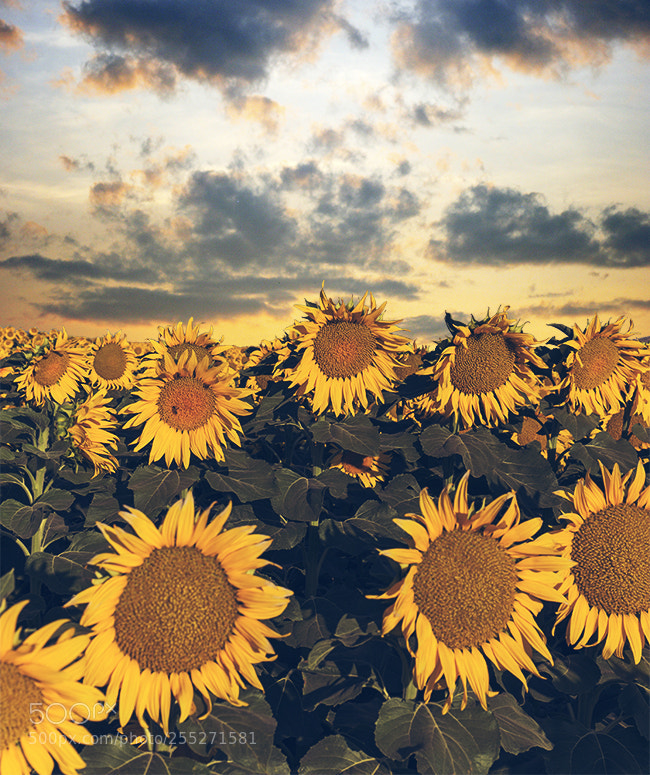 Canon EOS 6D sample photo. Sunflowers photography