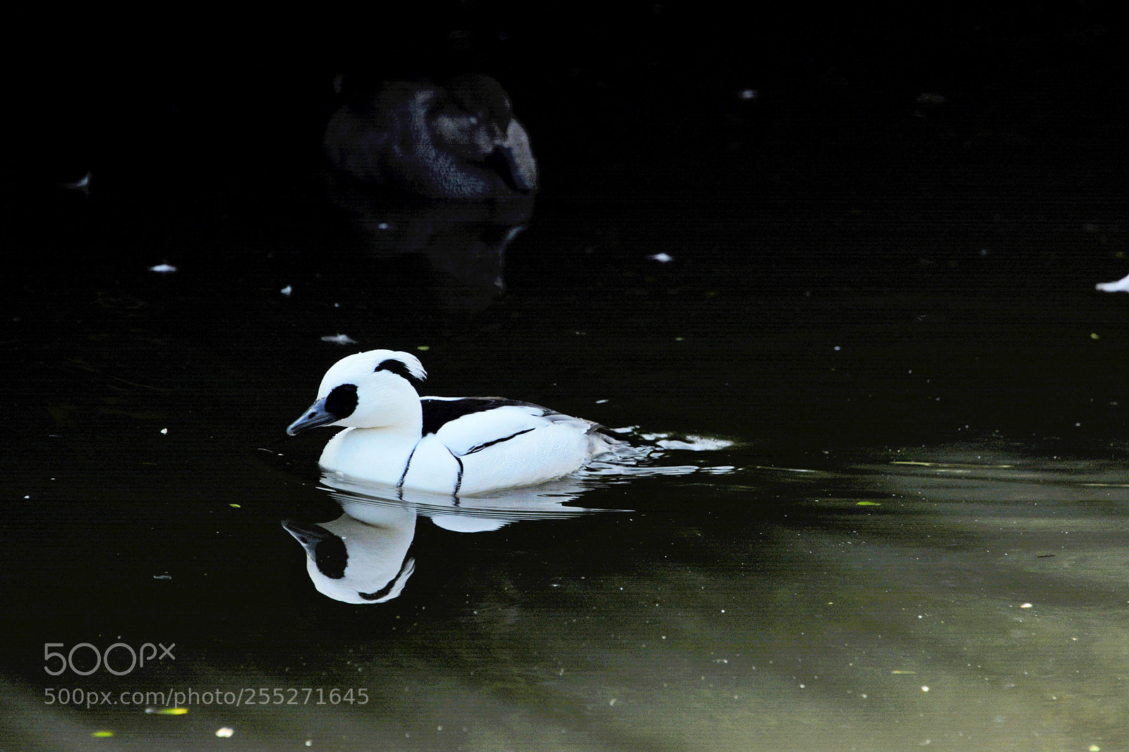 Nikon D7100 sample photo. Smew (male) photography