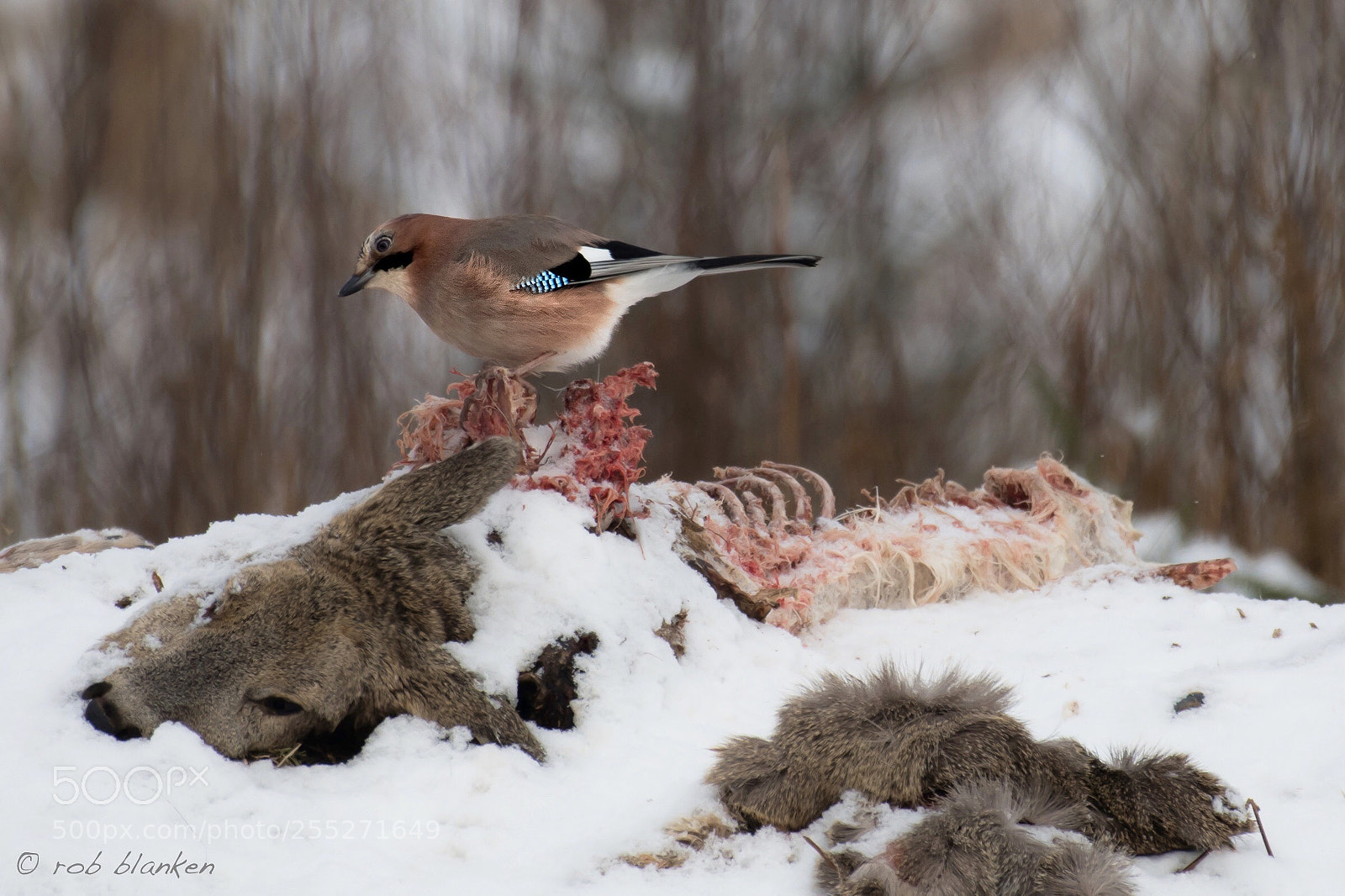 Nikon D850 sample photo. Eurasian jay photography