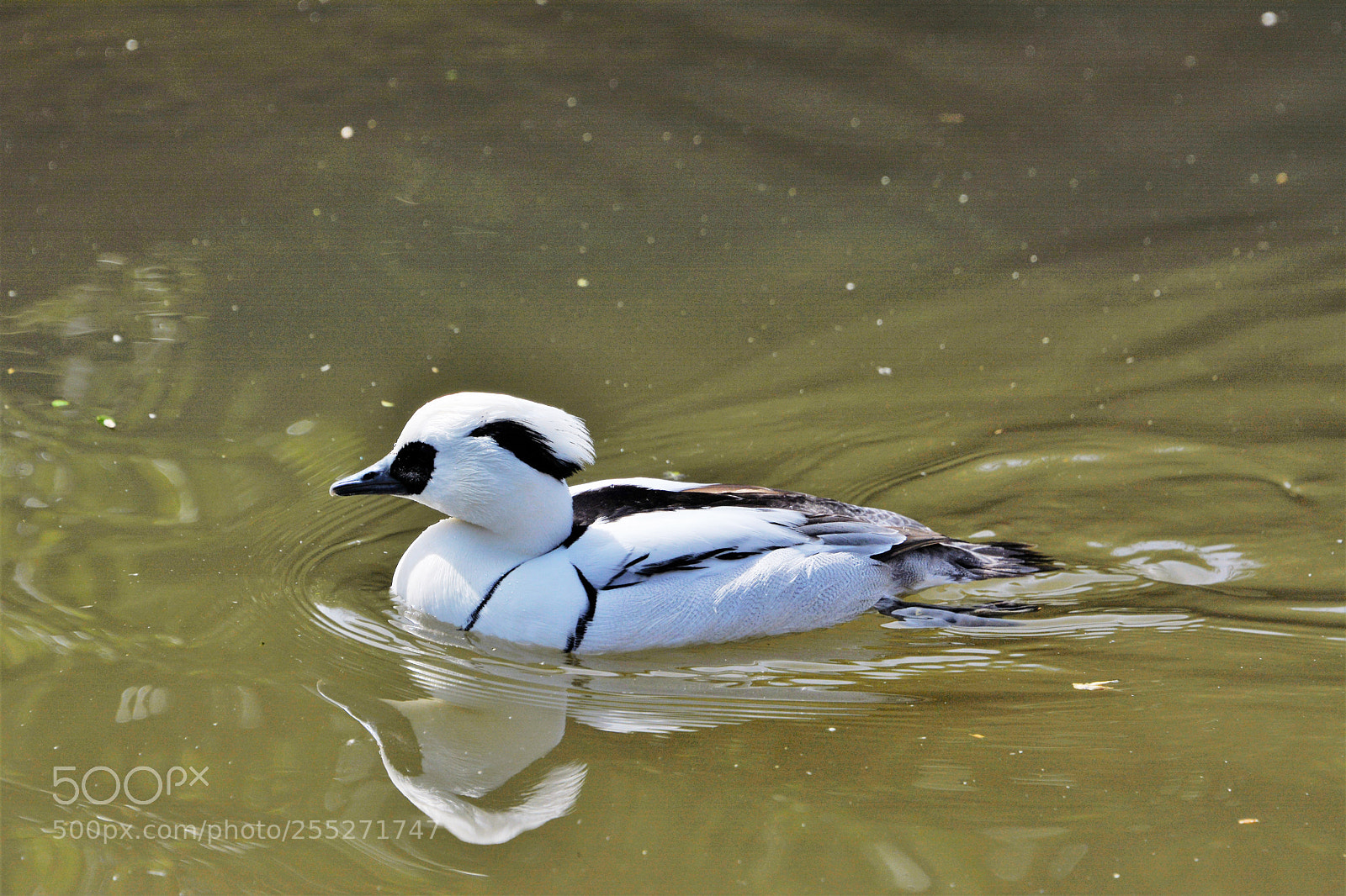 Nikon D7100 sample photo. Smew (male) photography