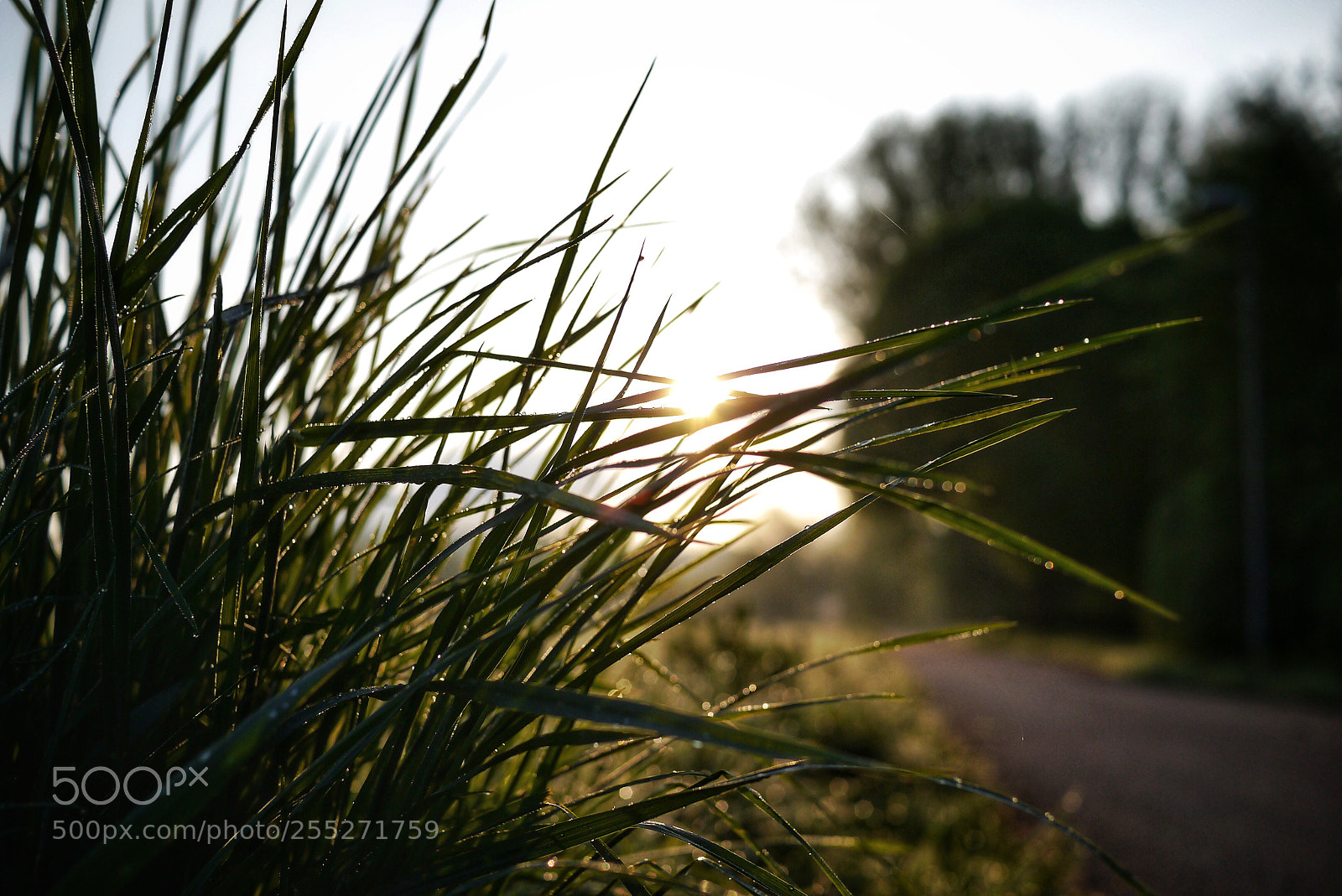 Panasonic Lumix DMC-G3 sample photo. Dew #108 photography
