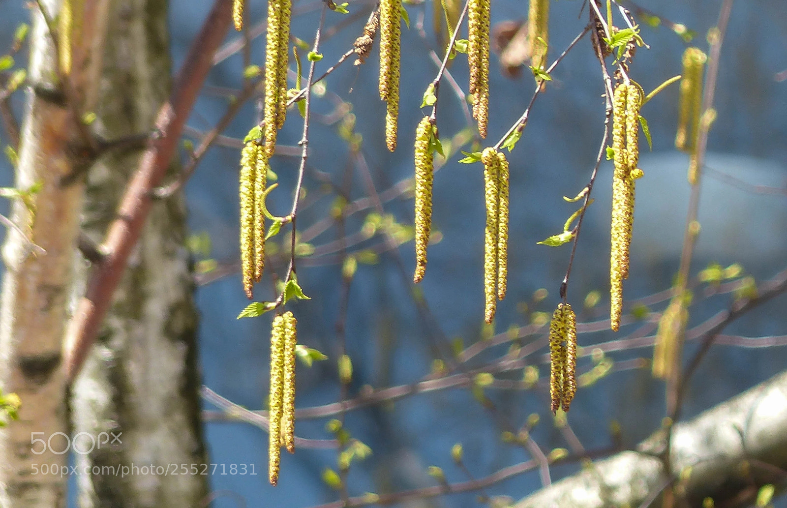 Panasonic Lumix DMC-FZ200 sample photo. Greet the spring photography