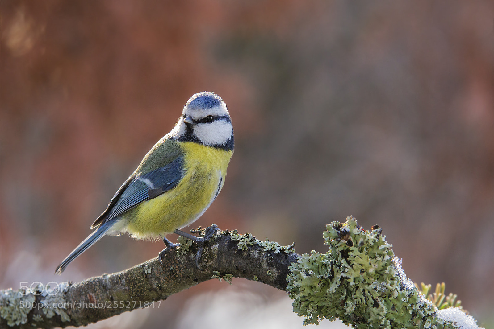 Canon EOS 6D sample photo. Sinitiainen, blue tit photography