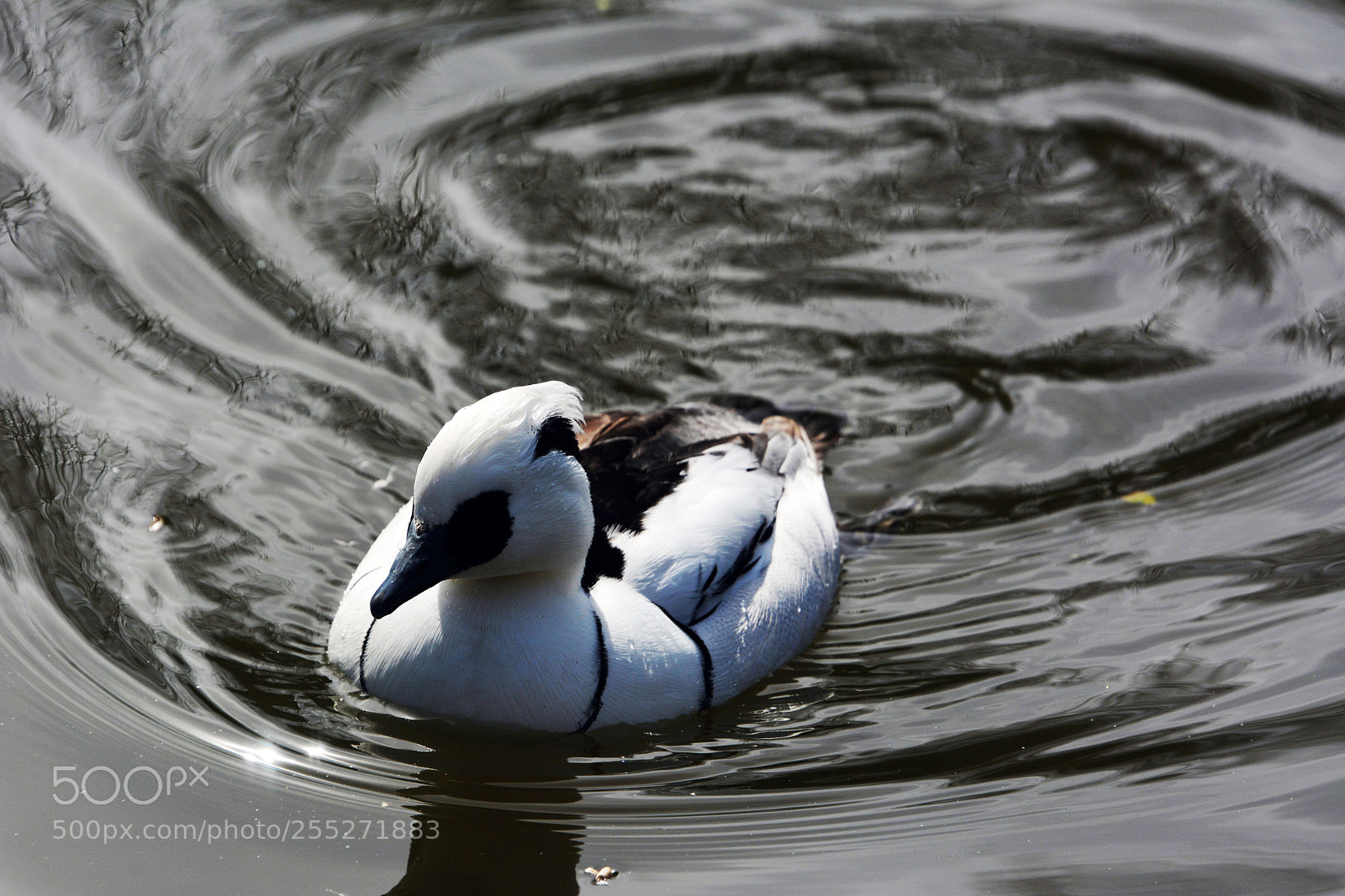 Nikon D7100 sample photo. Smew (male) photography