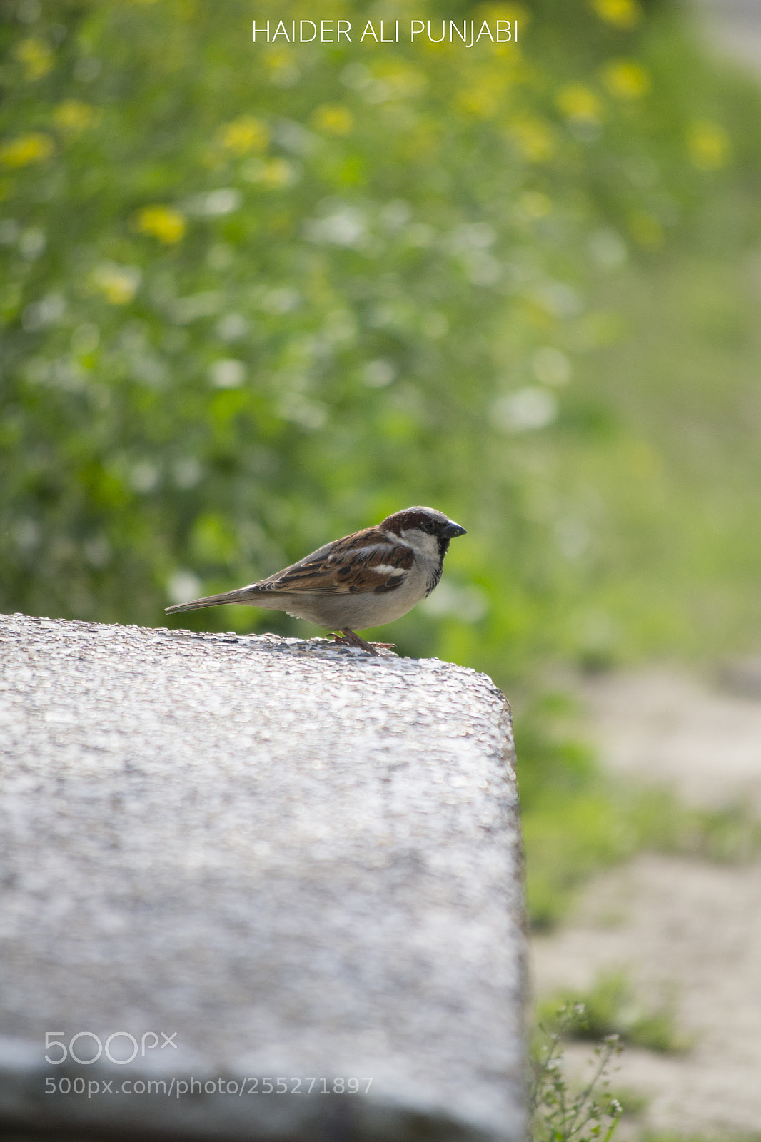 Nikon D3100 sample photo. Aves photography