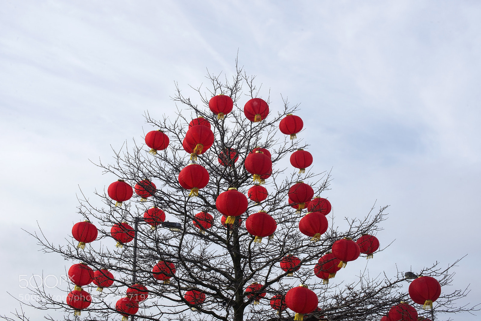 Nikon D600 sample photo. Festooned! (1) photography