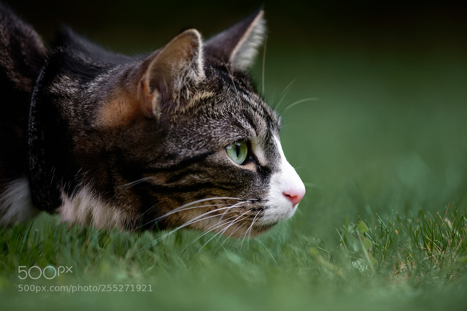Nikon D850 sample photo. 'tiffin's second springtime' photography