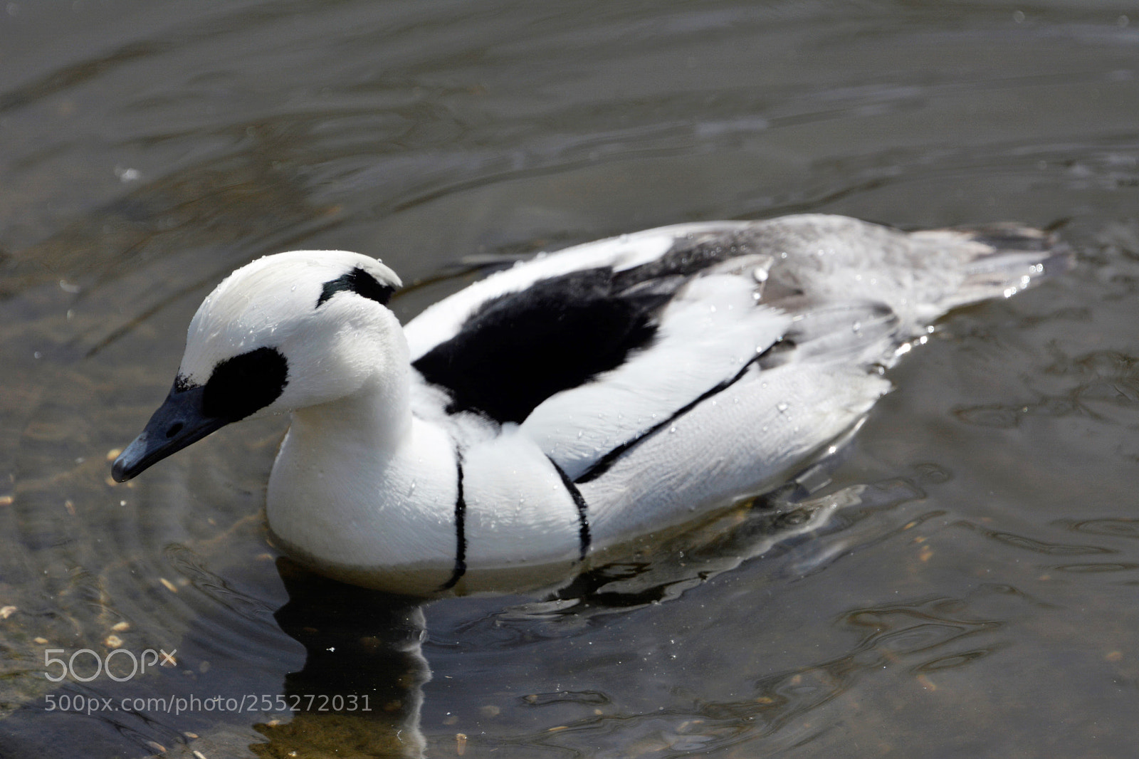 Nikon D7100 sample photo. Smew (male) photography