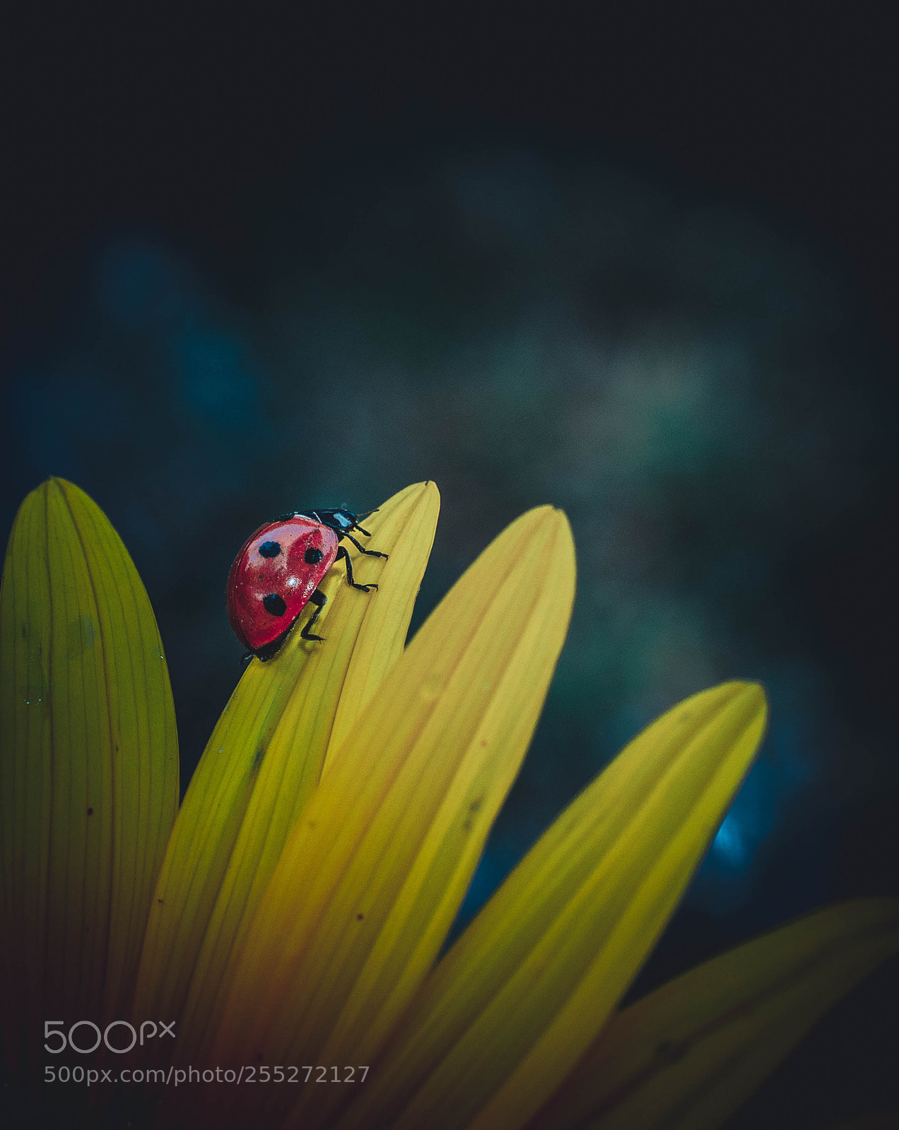 Nikon D5300 sample photo. Ladybird's portriat photography