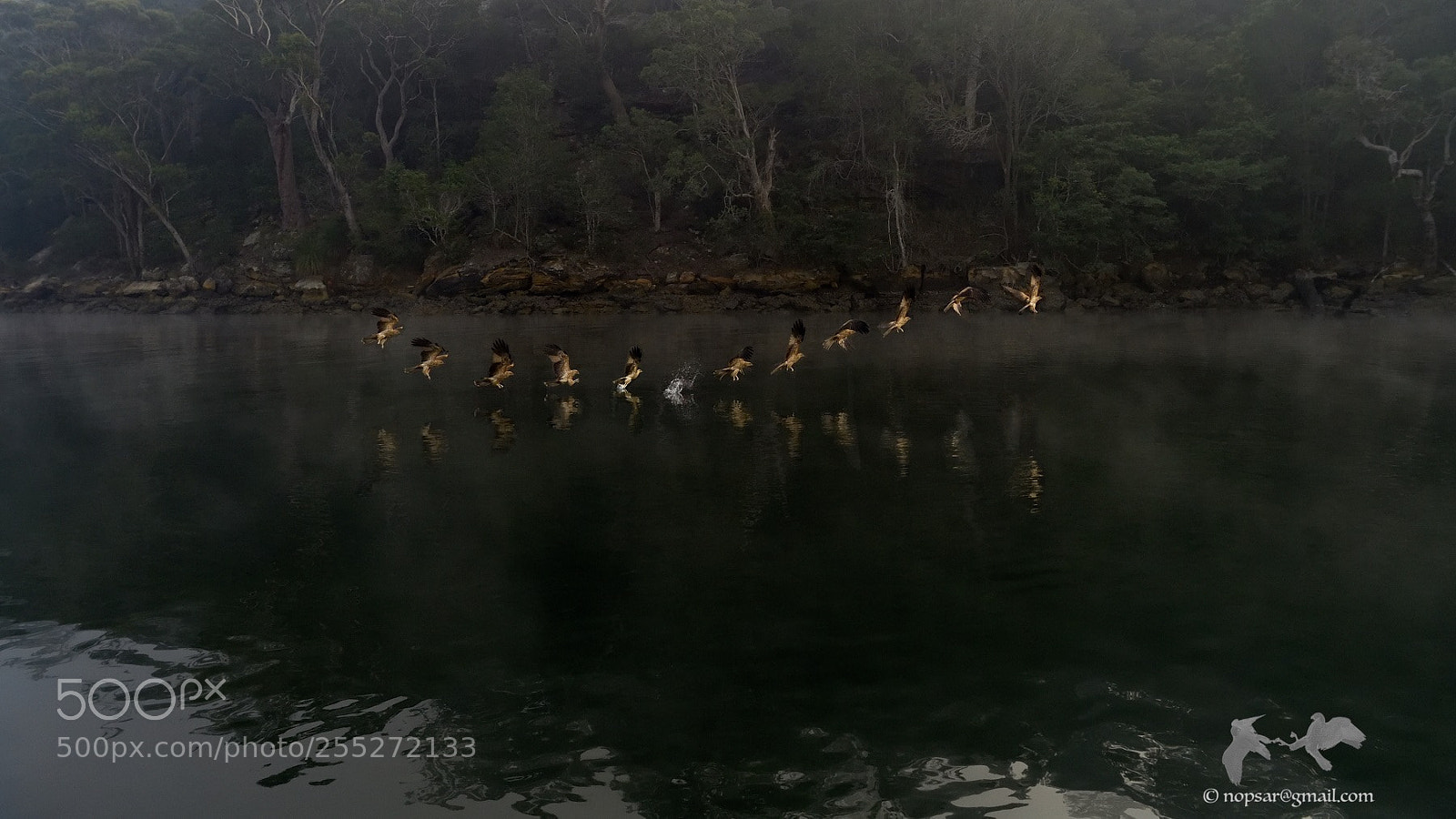 Nikon D850 sample photo. Whistling kite fishing photography