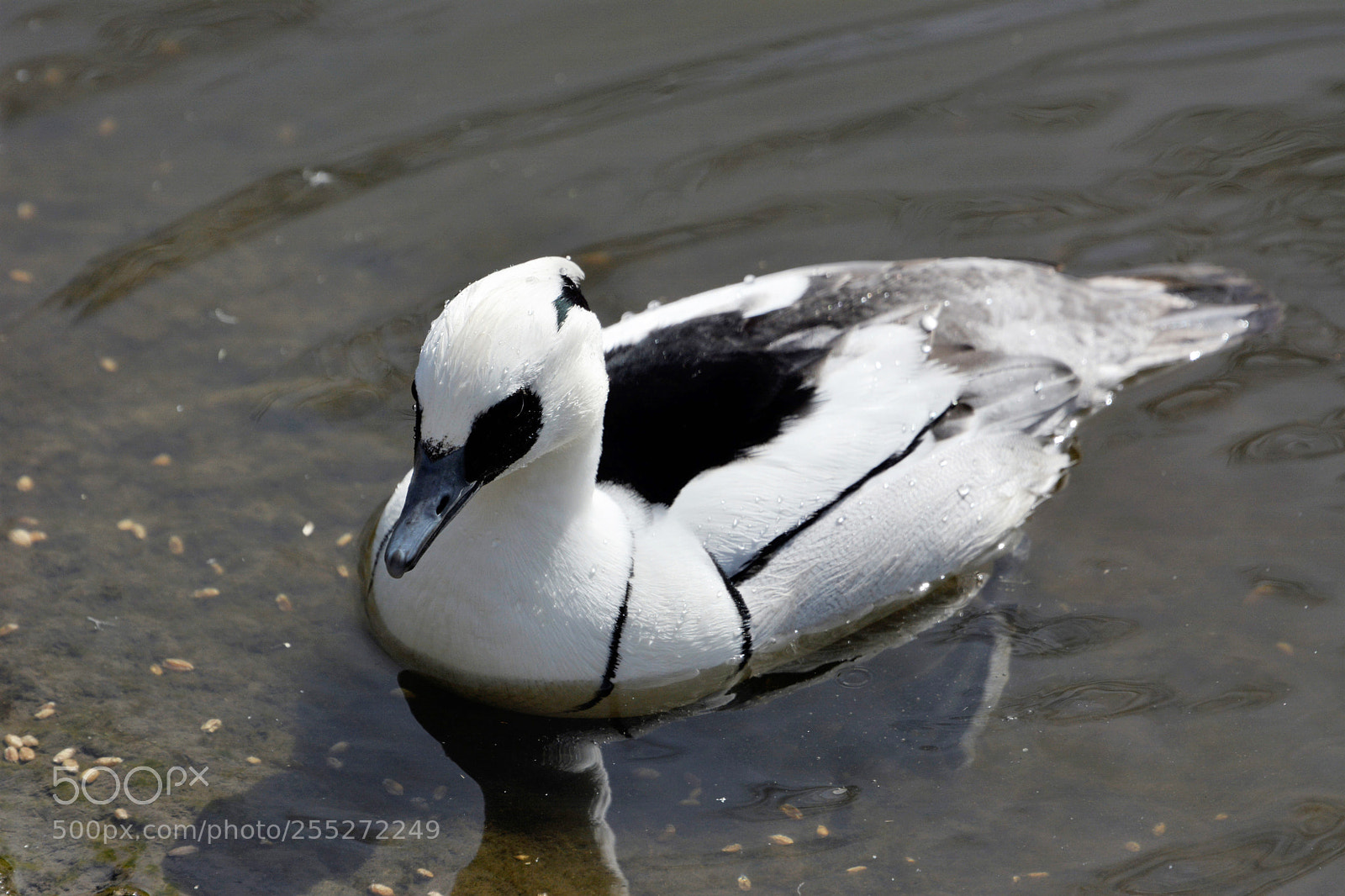 Nikon D7100 sample photo. Smew (male) photography