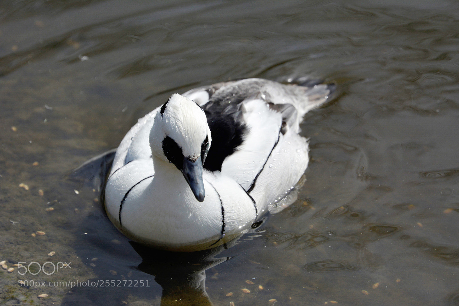 Nikon D7100 sample photo. Smew (male) photography