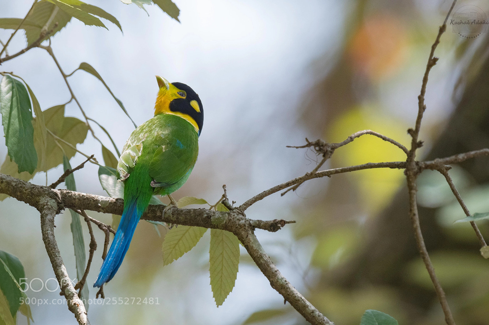 Nikon D500 sample photo. Long-tailed broadbill photography