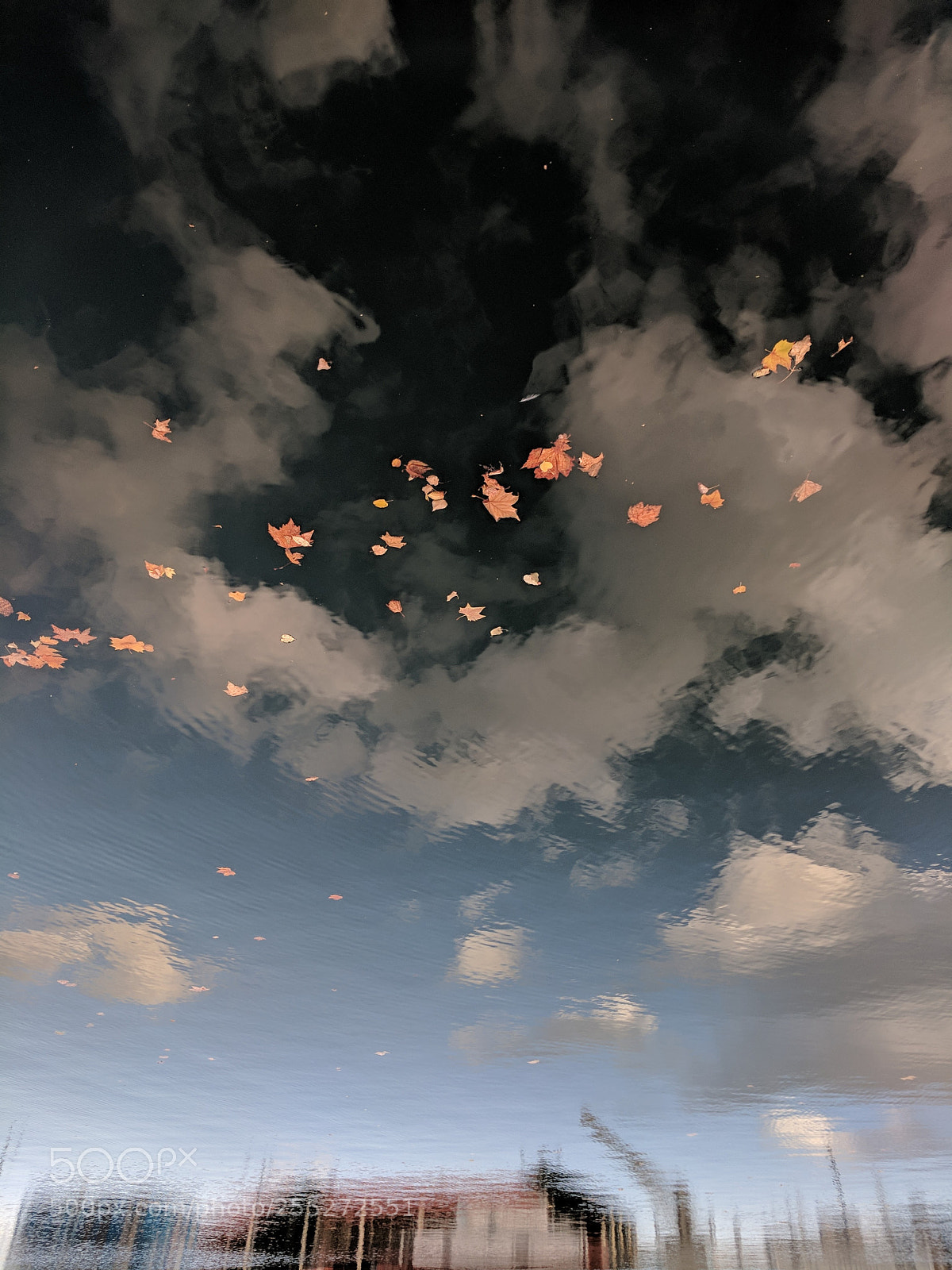 Google Pixel sample photo. Leaves photography