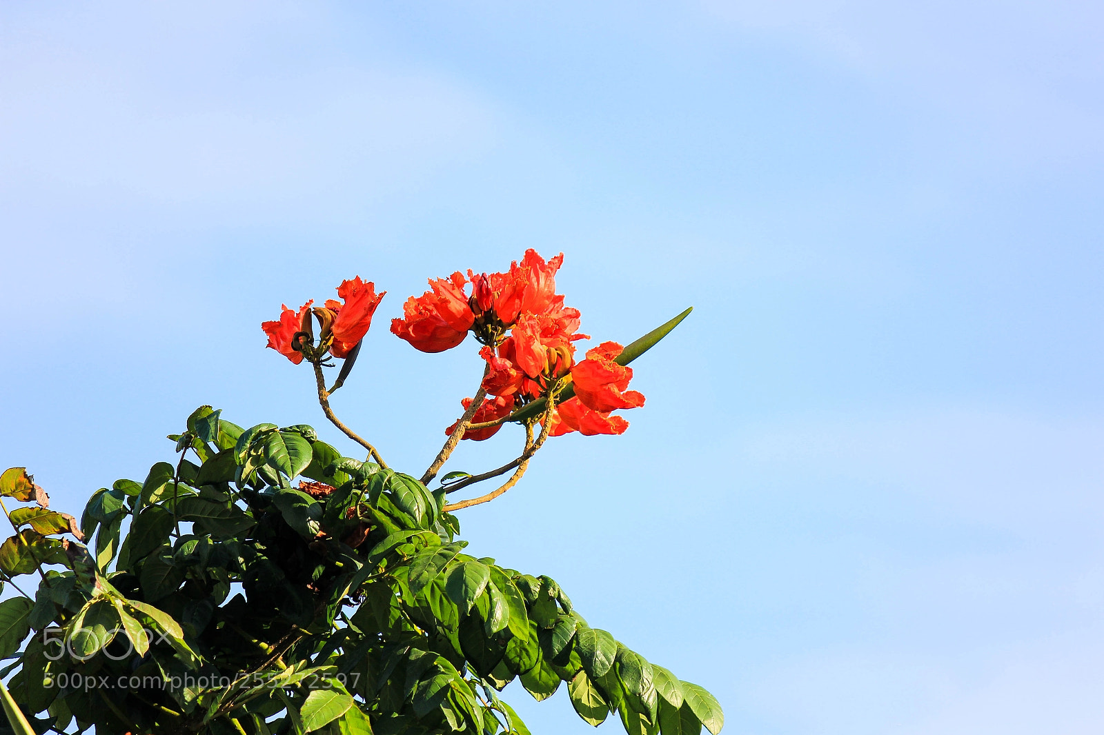 Canon EOS 550D (EOS Rebel T2i / EOS Kiss X4) sample photo. *** photography