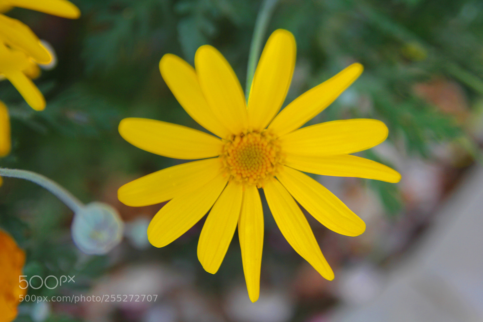 Canon EOS 60D sample photo. Flower photography