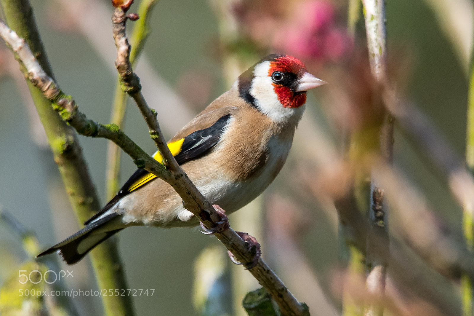 Nikon D850 sample photo. Colourful finch photography