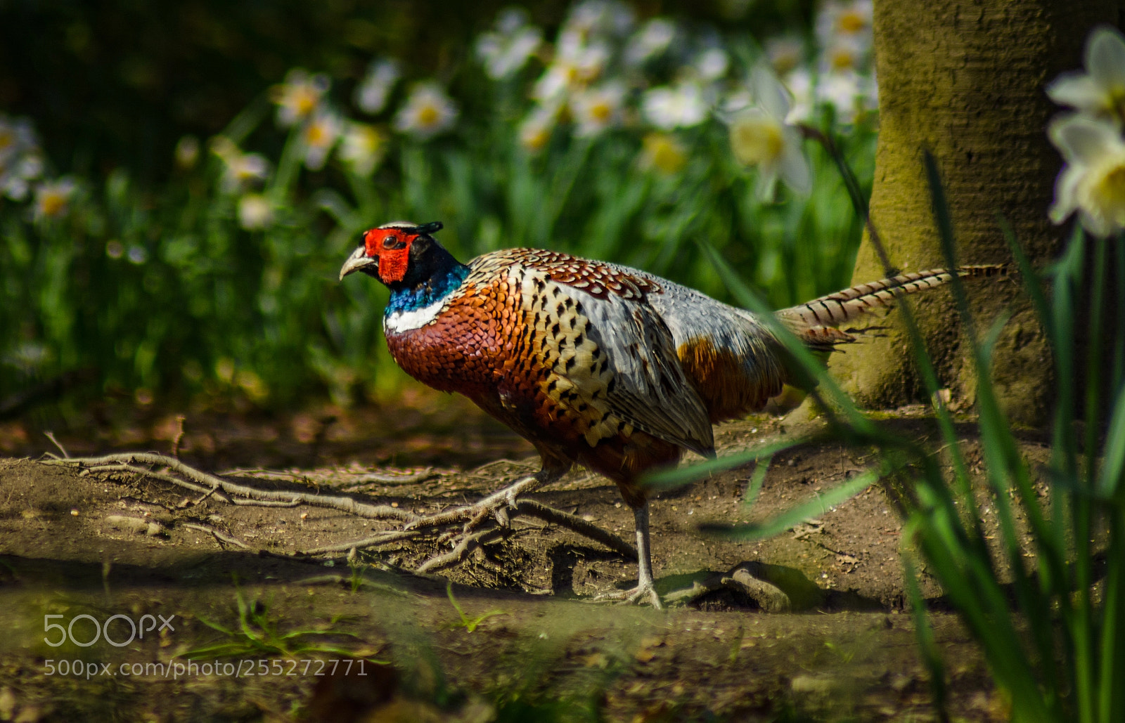 Nikon D7100 sample photo. Pheasant photography