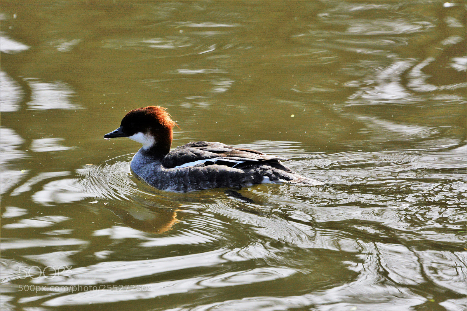 Nikon D7100 sample photo. Smew (female) photography