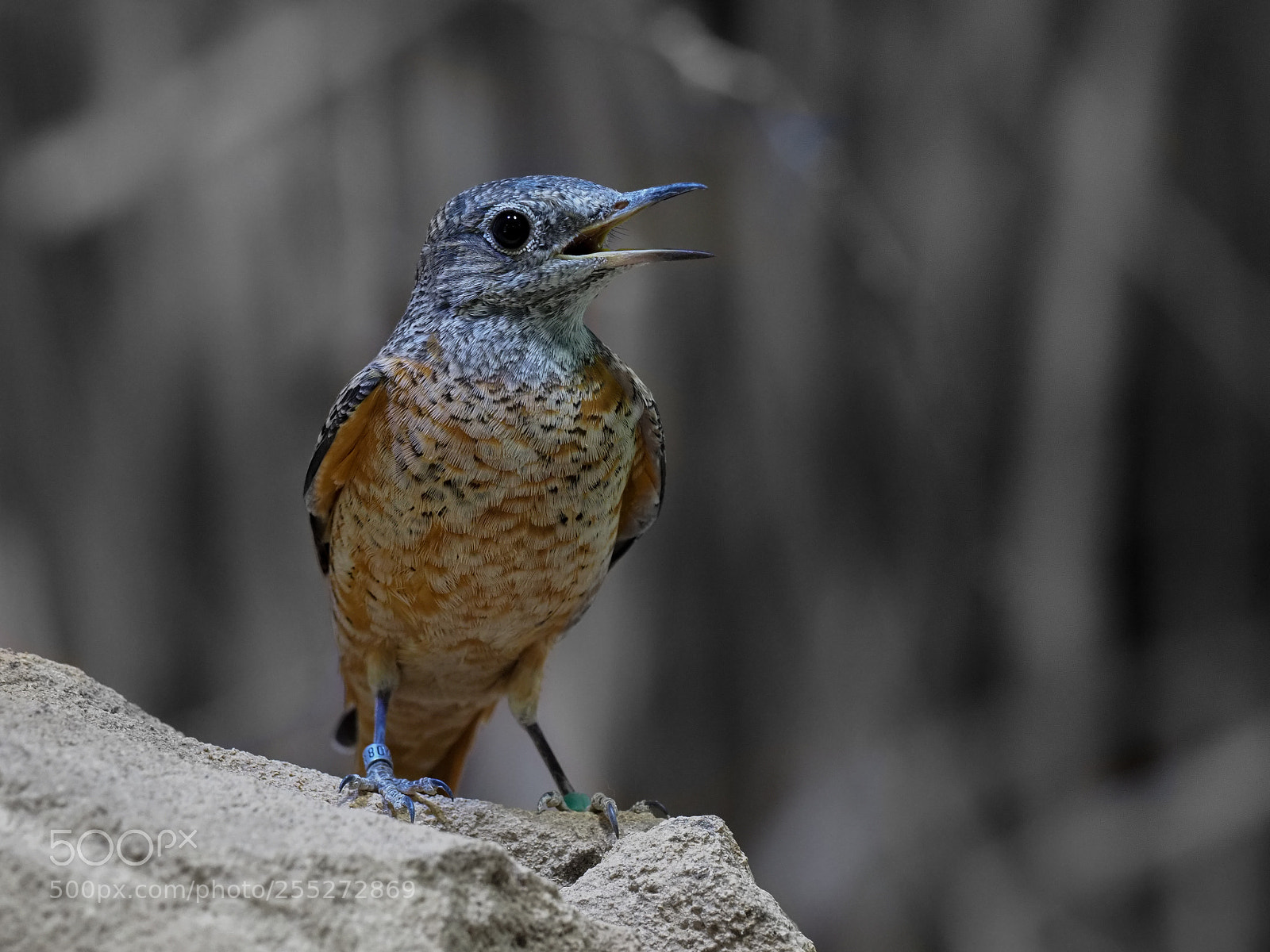 Olympus OM-D E-M1 Mark II sample photo. Monticola saxatilis photography
