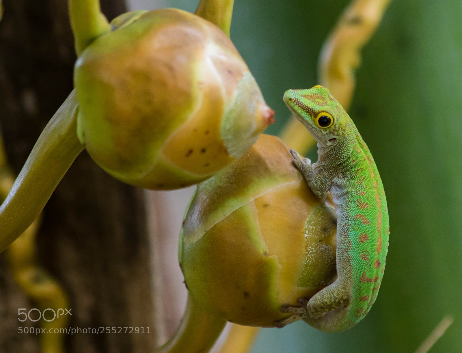 Canon EOS 750D (EOS Rebel T6i / EOS Kiss X8i) sample photo. Green day gecko photography