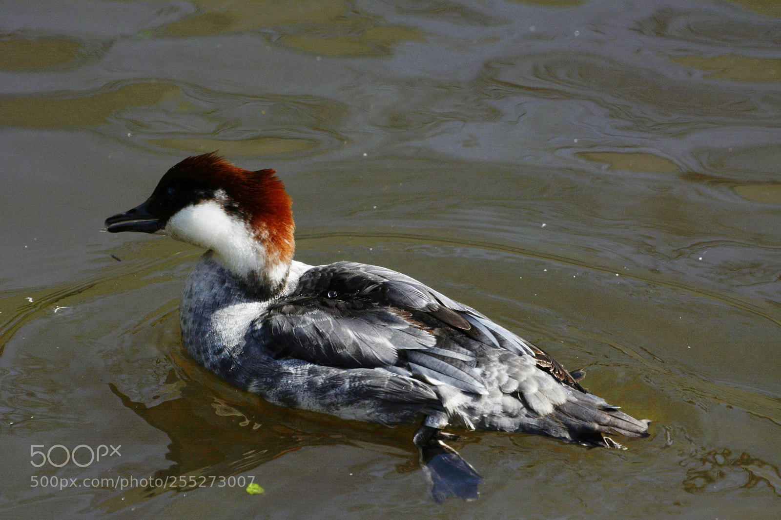 Nikon D7100 sample photo. Smew (female) photography