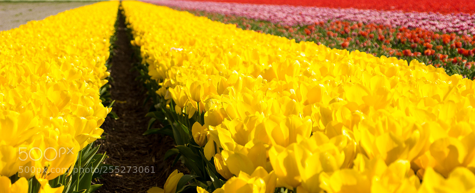 Canon EOS 100D (EOS Rebel SL1 / EOS Kiss X7) sample photo. Tulipes photography