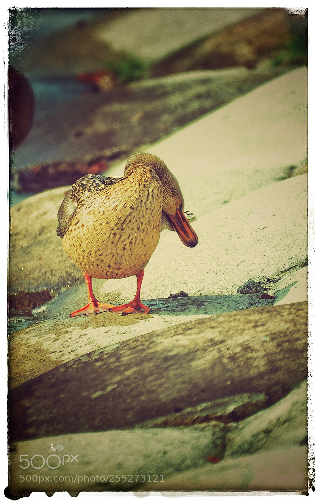 Nikon D7000 sample photo. Embarrassed... photography
