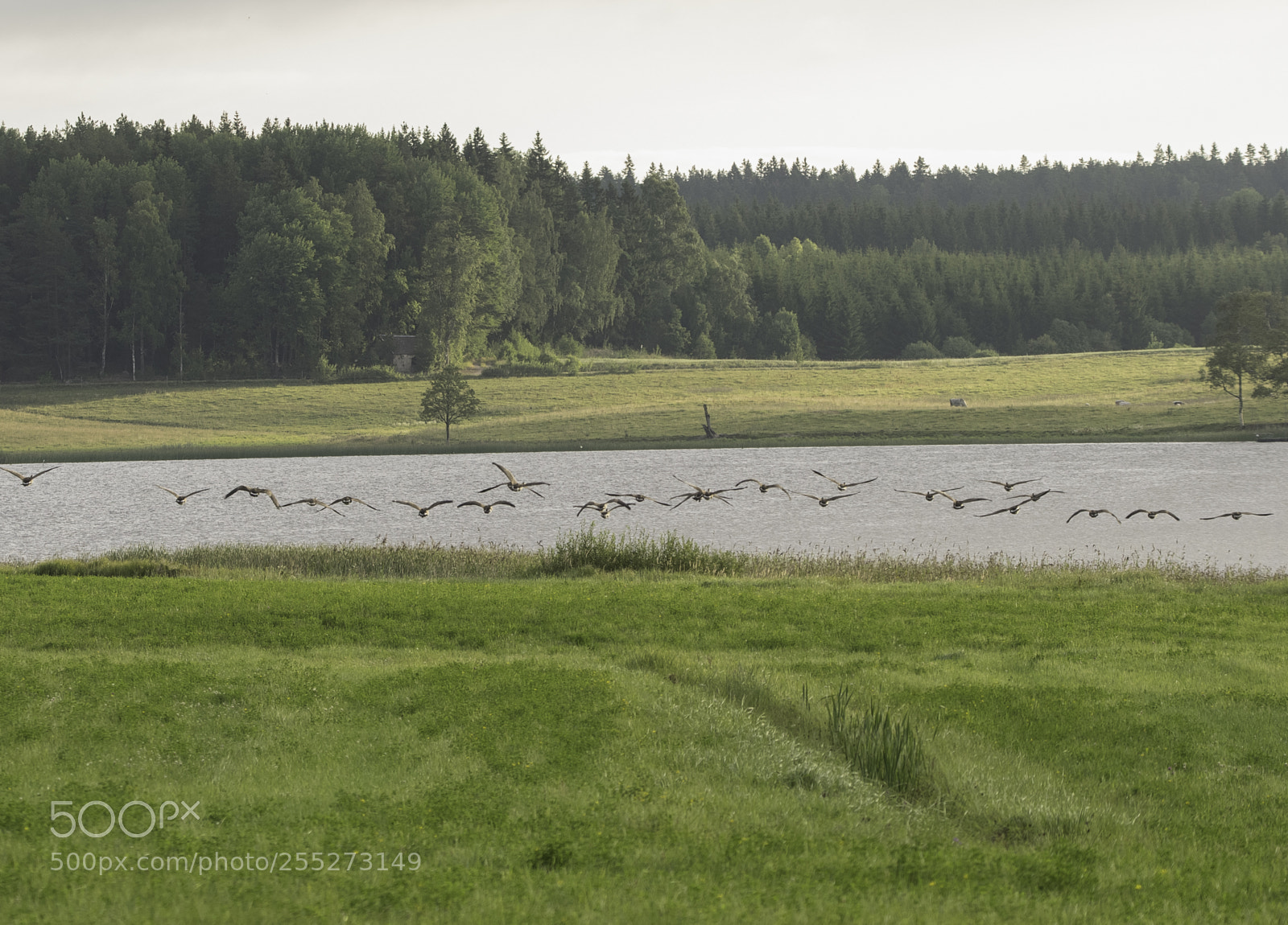 Nikon D5300 sample photo. Birds o photography