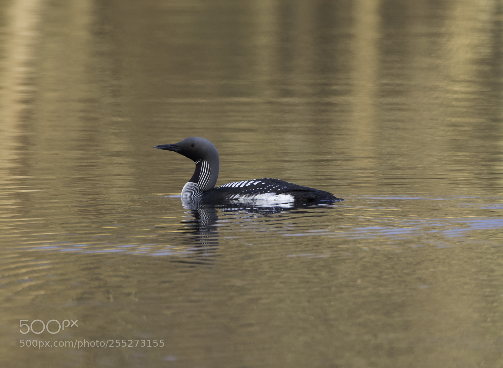 Nikon D5300 sample photo. Black throated diver storlom photography