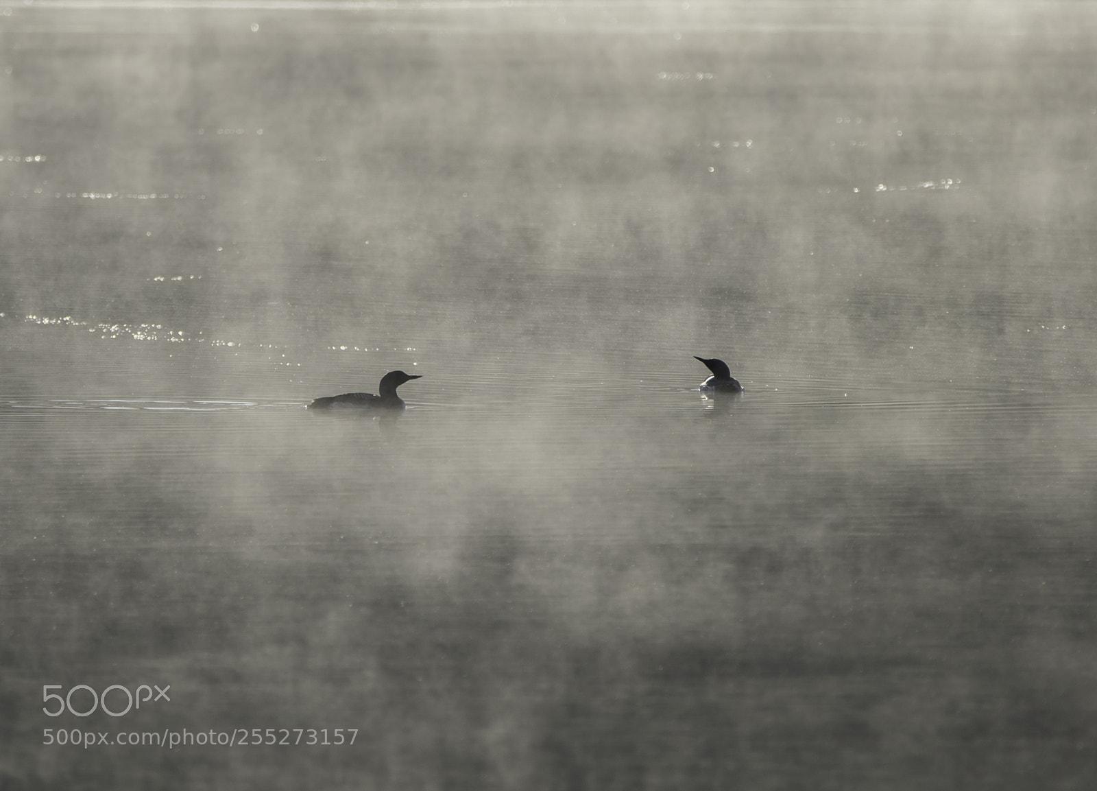 Nikon D5300 sample photo. Black throated diver storlom photography