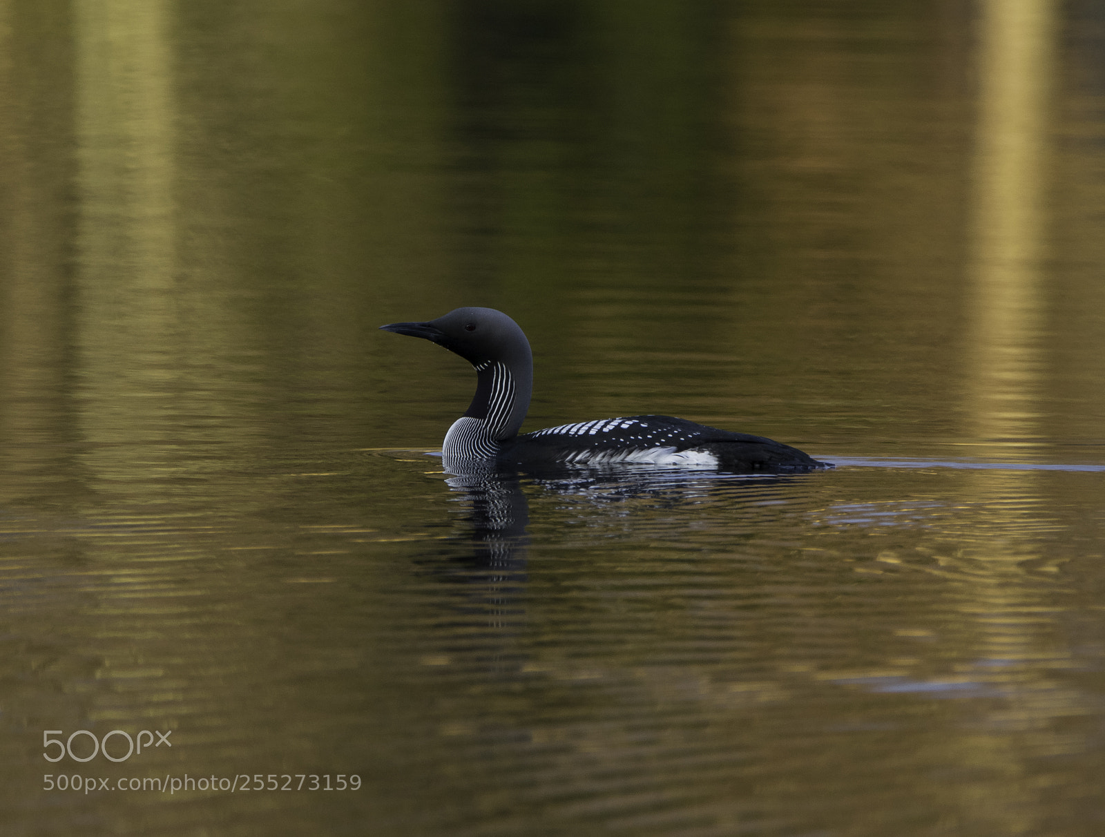 Nikon D5300 sample photo. Black throated diver storlom photography