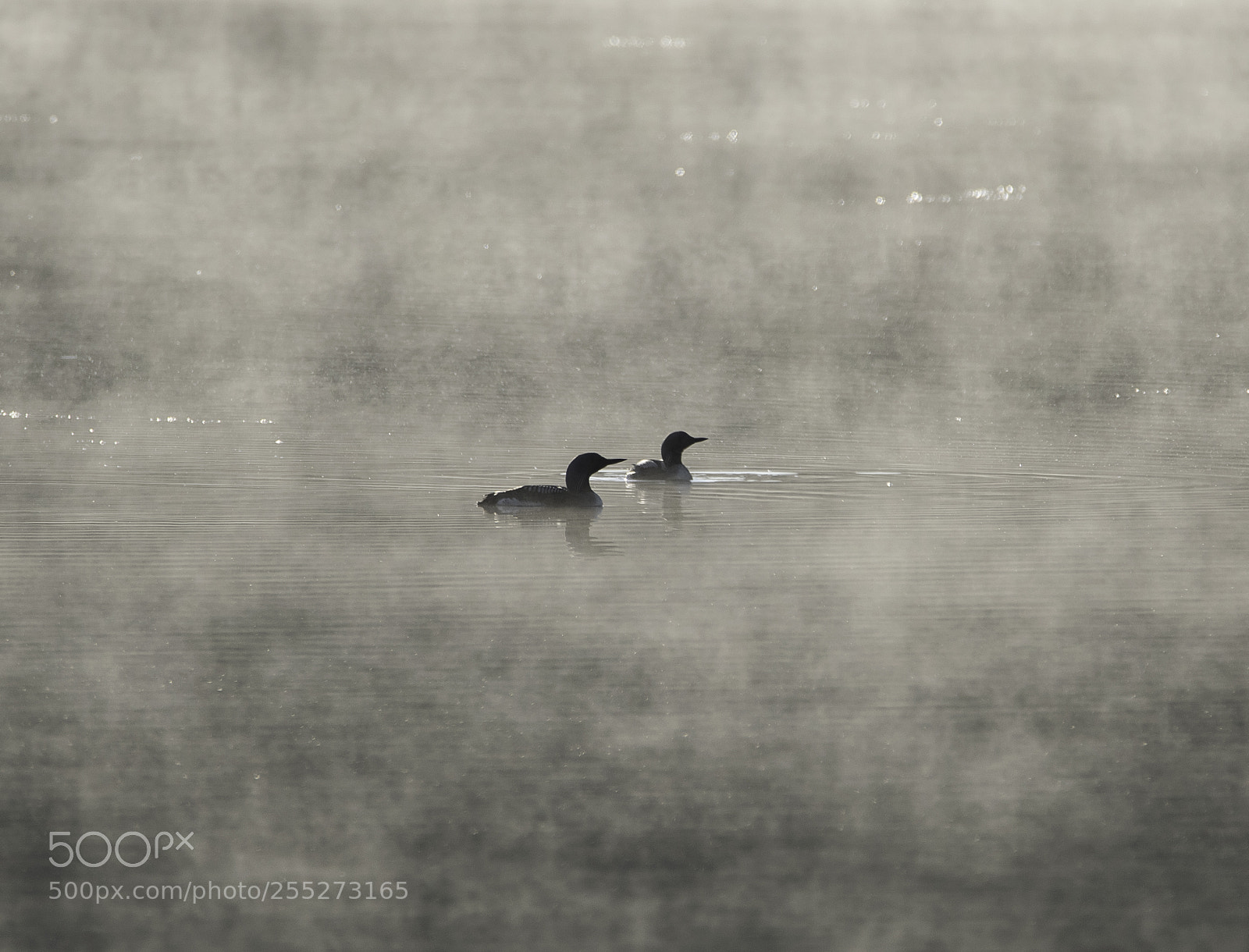 Nikon D5300 sample photo. Black throated diver storlom photography