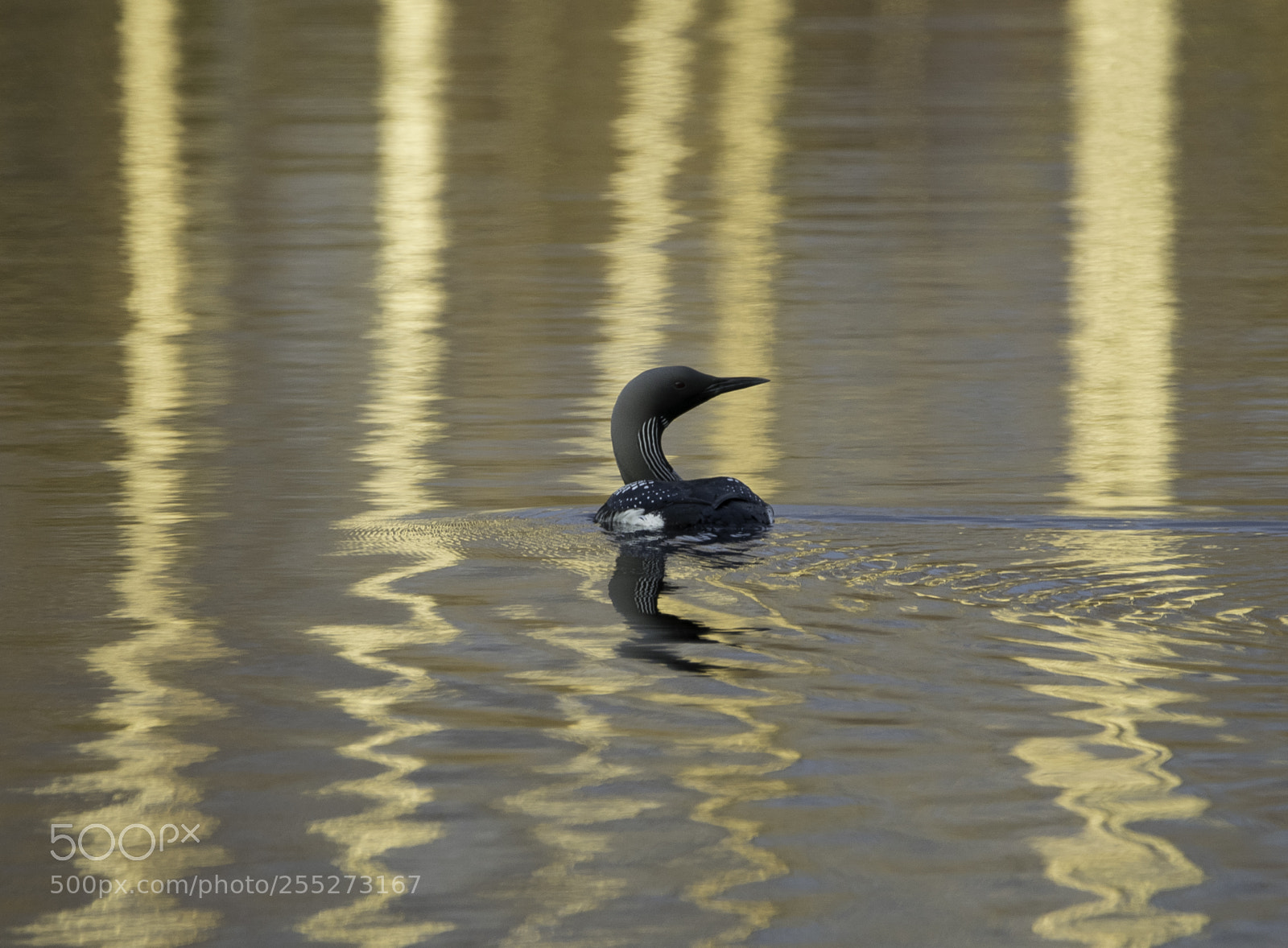Nikon D5300 sample photo. Black throated diver storlom photography