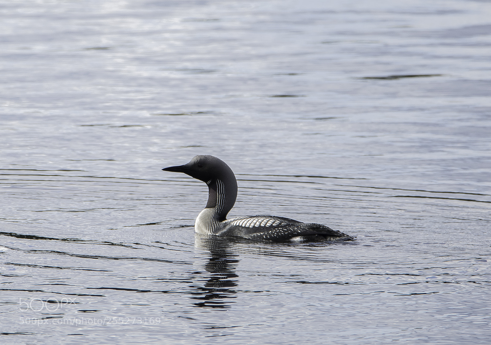 Nikon D5300 sample photo. Black throated diver storlom photography