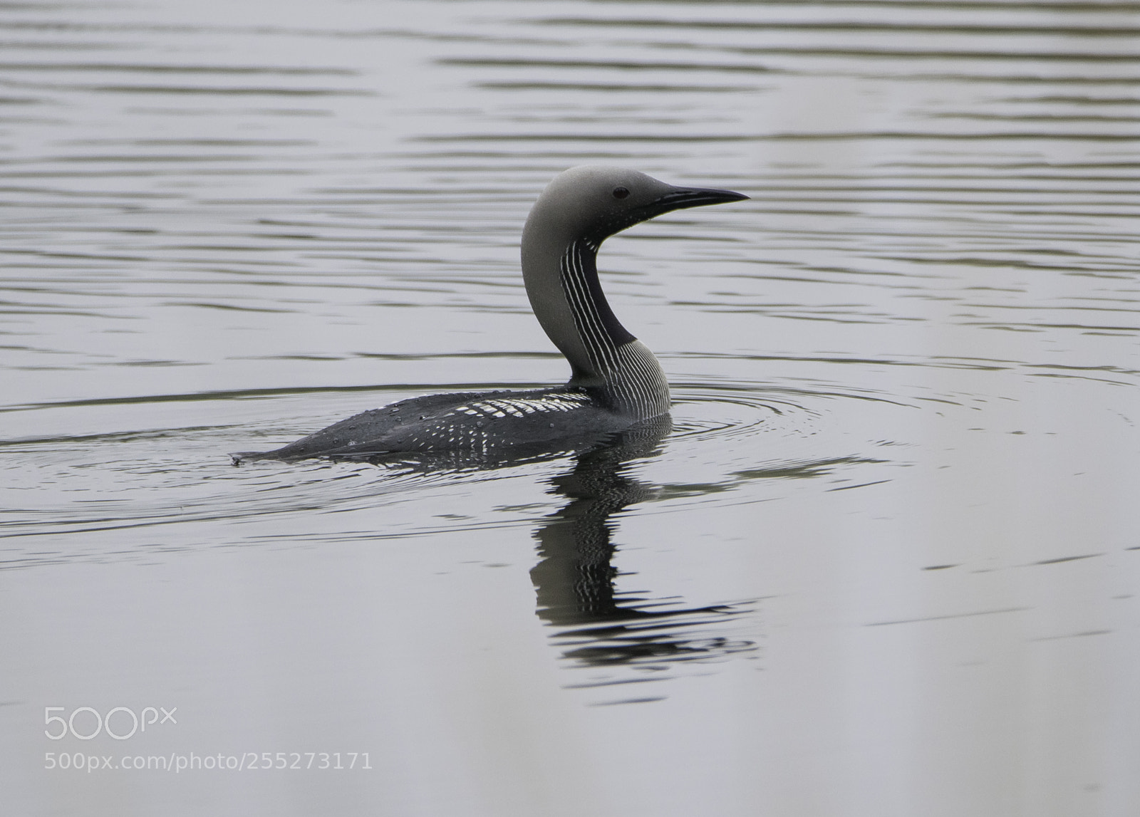 Nikon D5300 sample photo. Black throated diver storlom photography