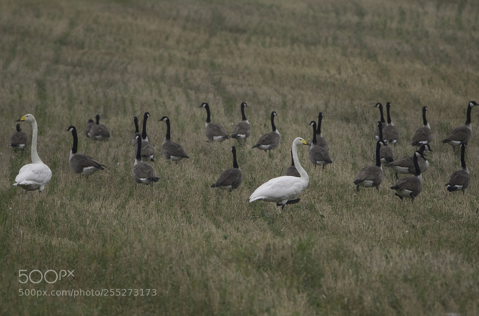Nikon D5300 sample photo. Canada goose kanadags o photography