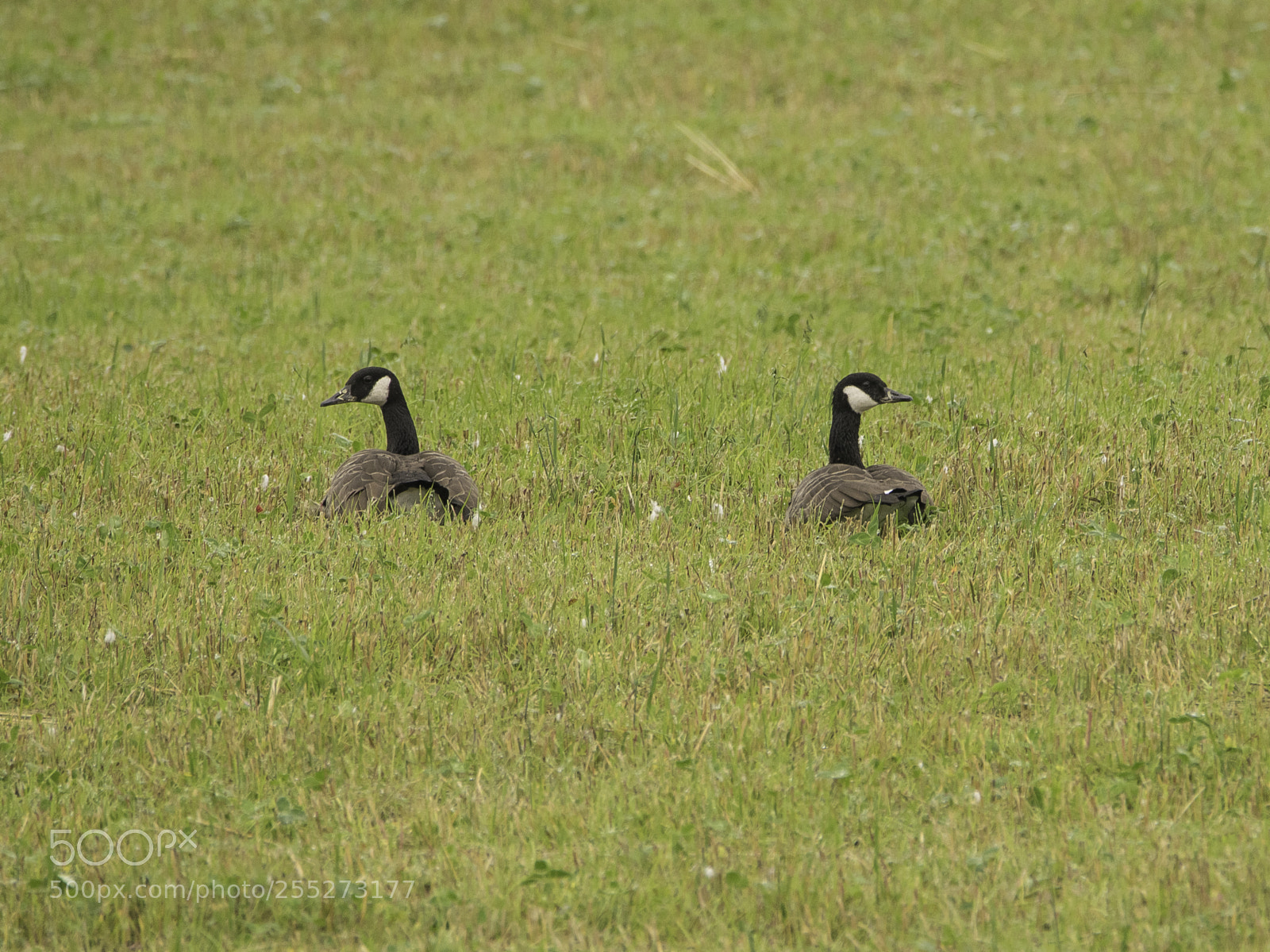 Nikon D5300 sample photo. Canada goose kanadags o photography
