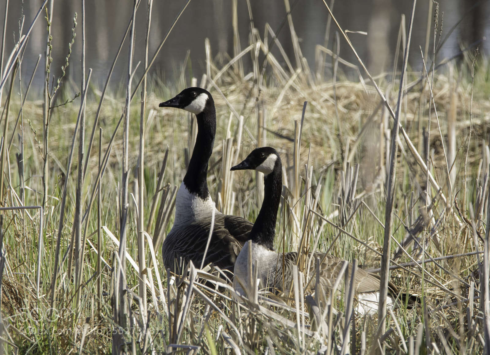 Nikon D5300 sample photo. Canada goose kanadags o photography