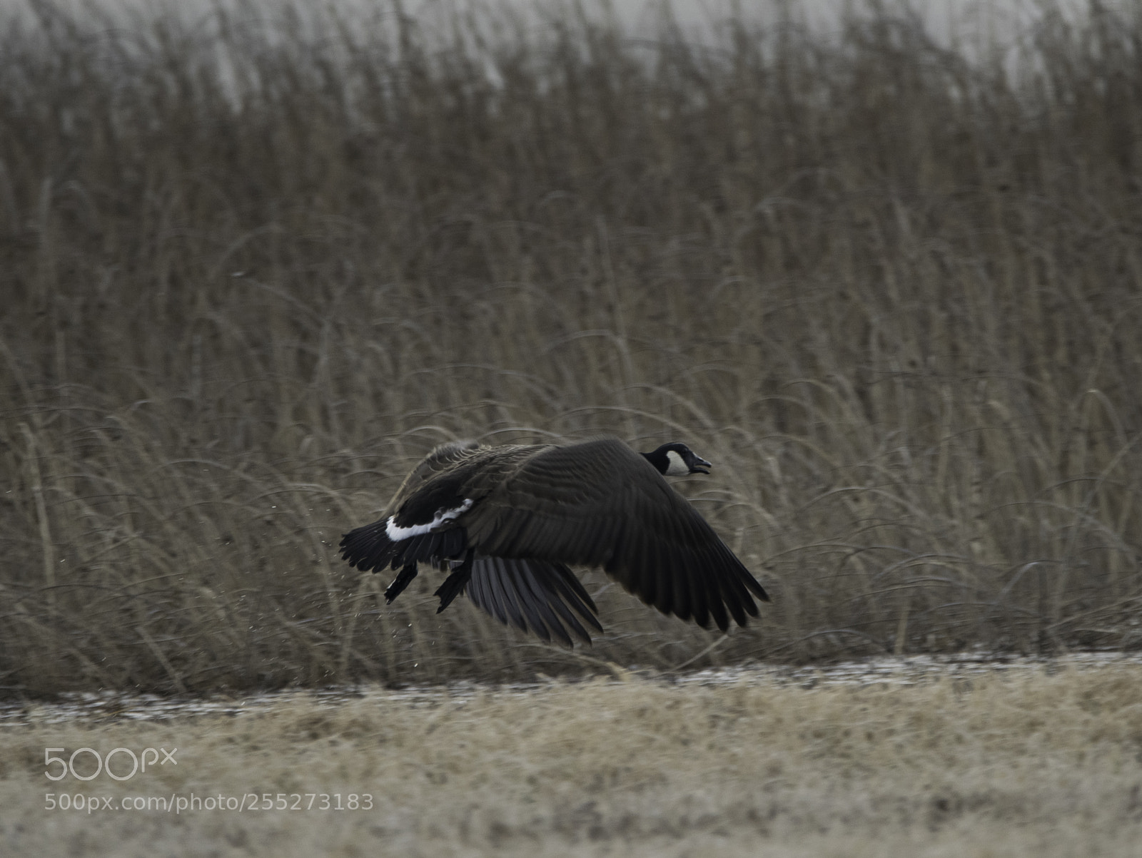 Nikon D5300 sample photo. Canada goose kanadags o photography