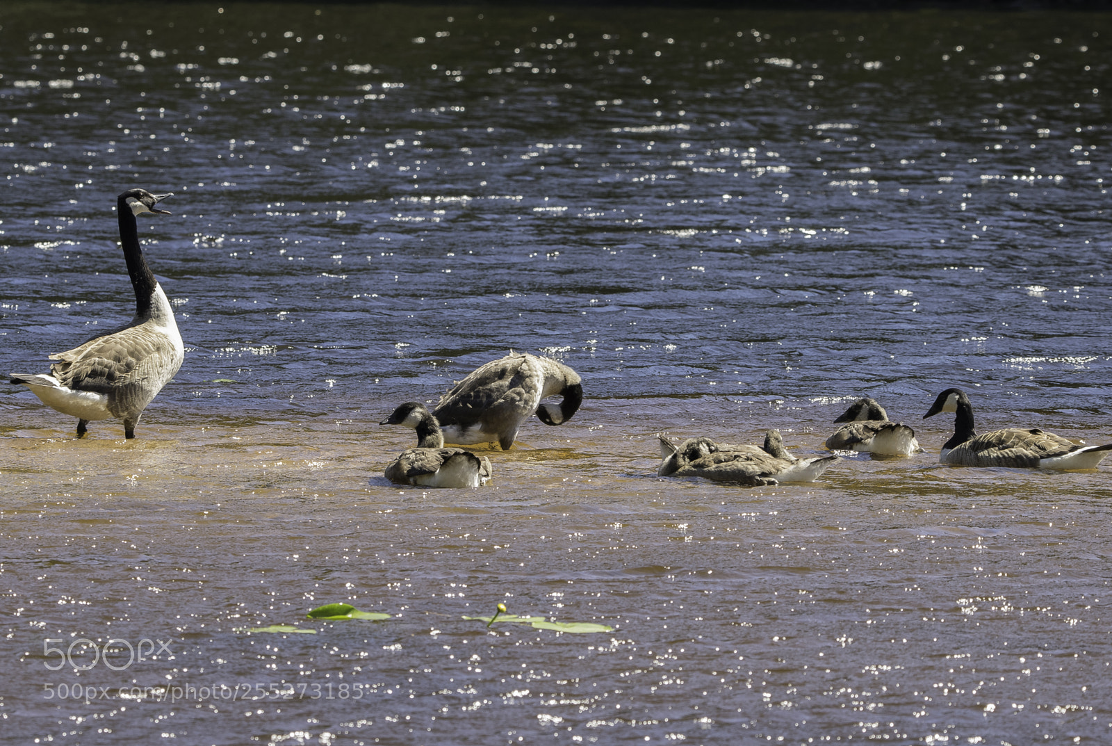 Nikon D5300 sample photo. Canada goose kanadags o photography
