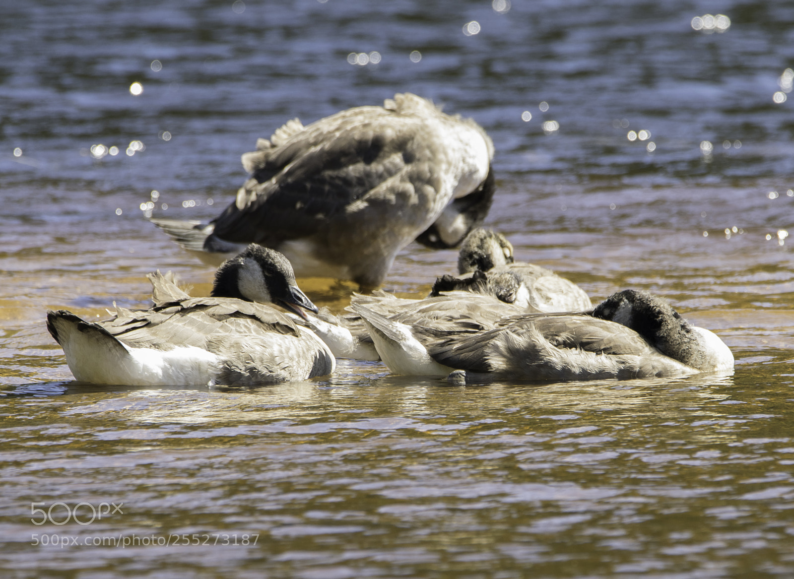 Nikon D5300 sample photo. Canada goose kanadags o photography